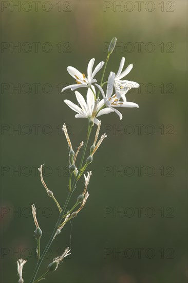 Branchless grass lily