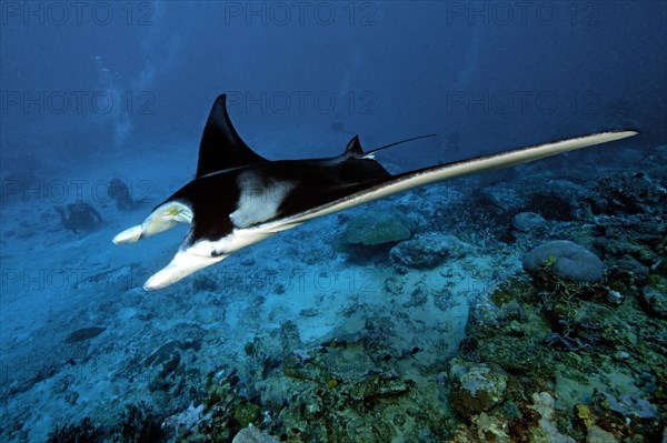 Manta ray