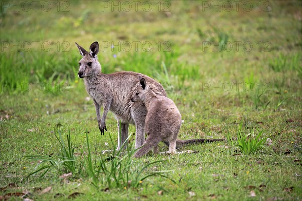 Eastern grey kangaroo