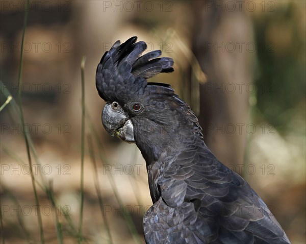 Red-tailed black cockatoo