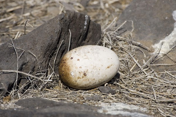 Waved Albatross