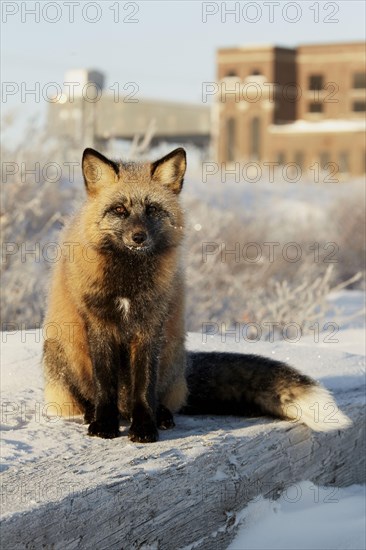 American red fox