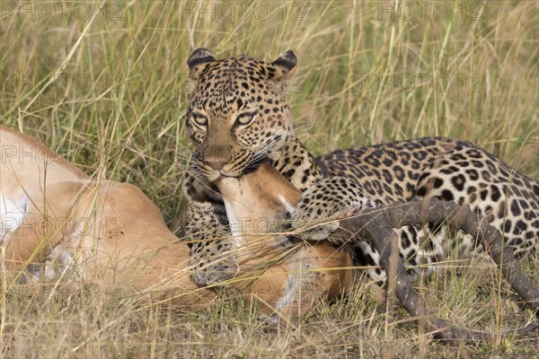 Adult african leopard