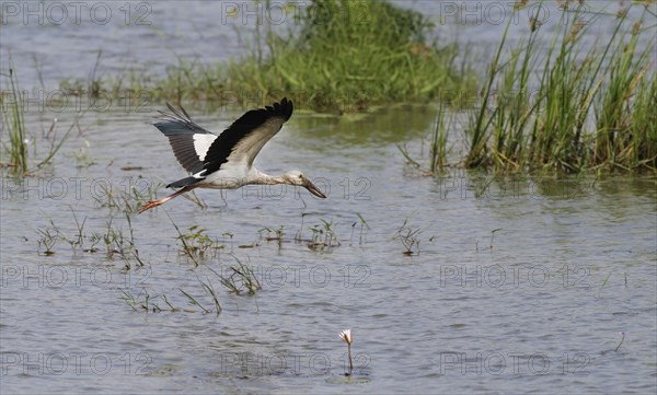 Asian openbills