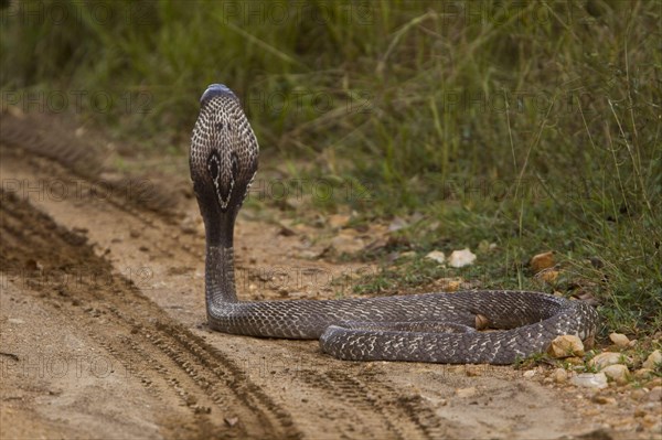 Spectacled snake