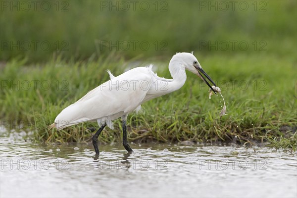 Little egret