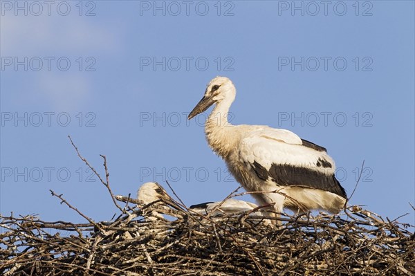 White Stork