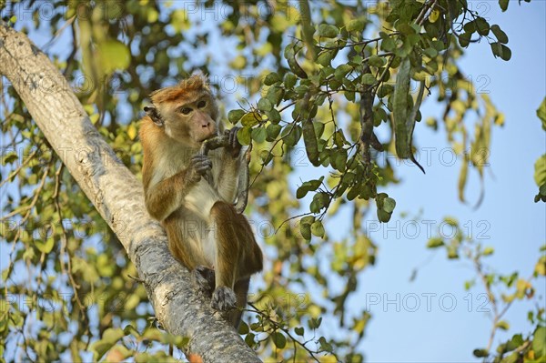 Common Ceylon Hat Monkey