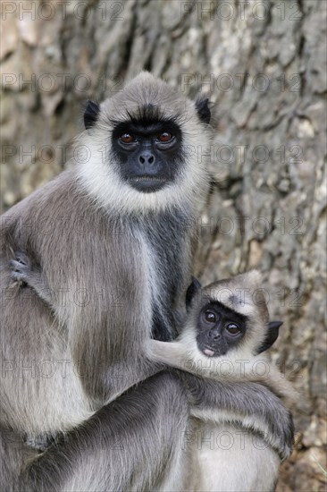 Tufted Grey Langur