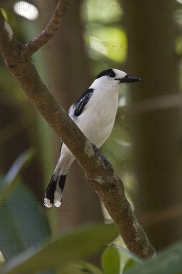 Hook-billed vanga