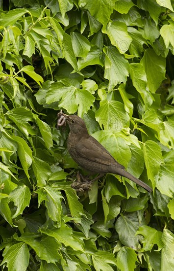 European Blackbird