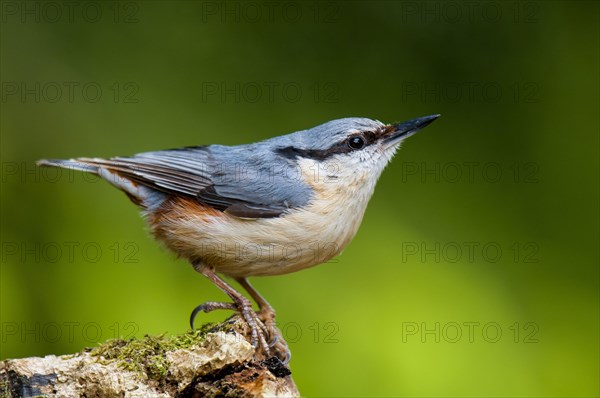 Eurasian nuthatch