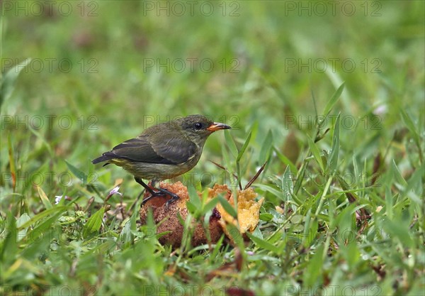 Orange-bellied mistletoe eater