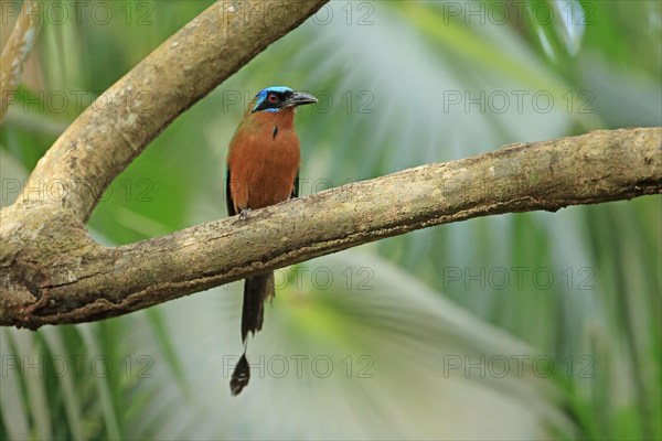 Trinidad motmot