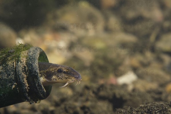 Stone Loach