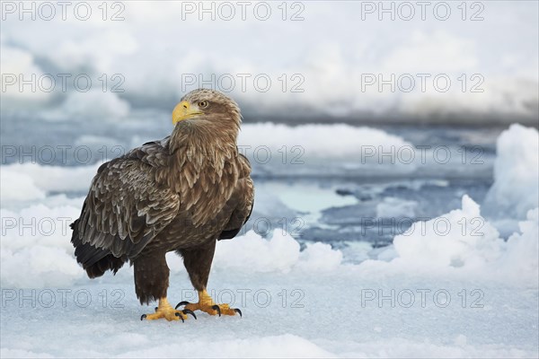 Adult white-tailed eagle