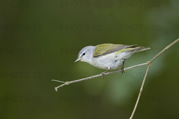 Tennessee Warbler