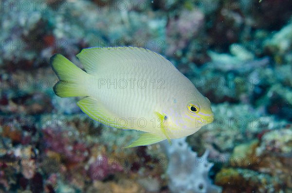 Ambon Damselfish