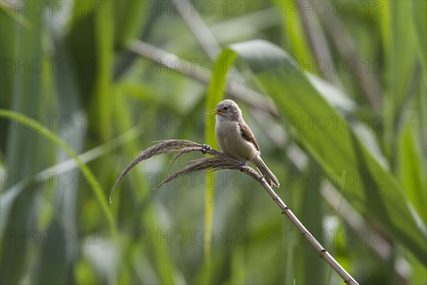 Penduline Tit