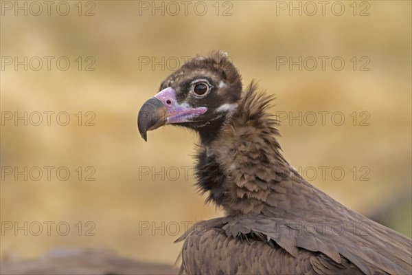 Eurasian Black Vulture