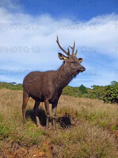 Sambar