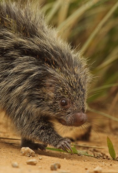 Orange-spined Hairy Dwarf Porcupine