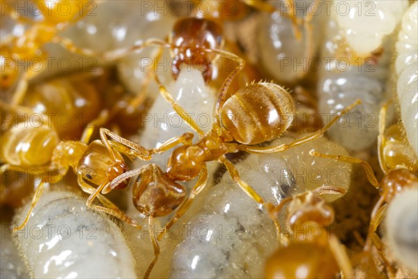 Yellow Meadow Ant