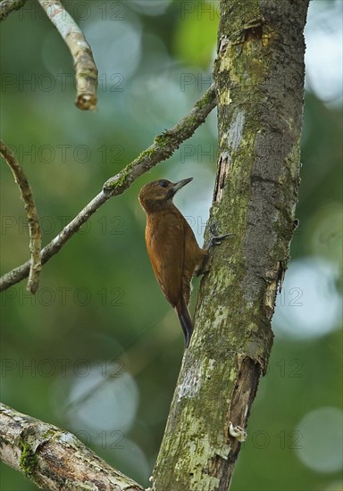 Smoky-brown woodpecker