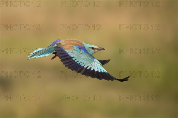 European Roller