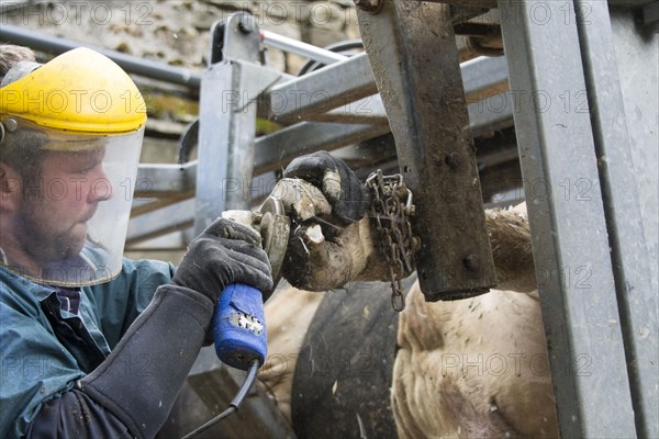 Farmer trimming a cow with its feet up in a rolled over crate. Cumbria