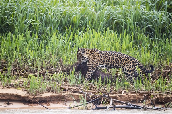 Adult south american jaguar