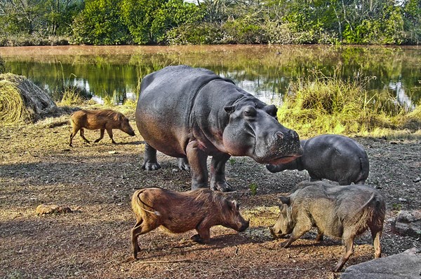 Hippo feeding with warthogs