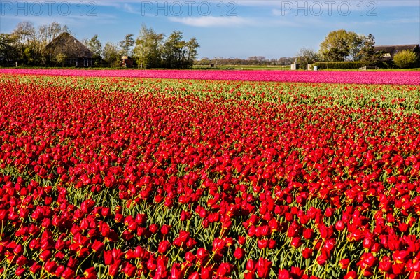 Flowering tulip fields