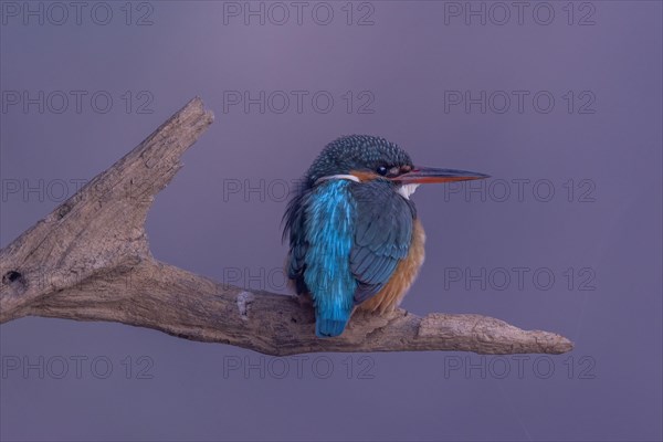 Common kingfisher