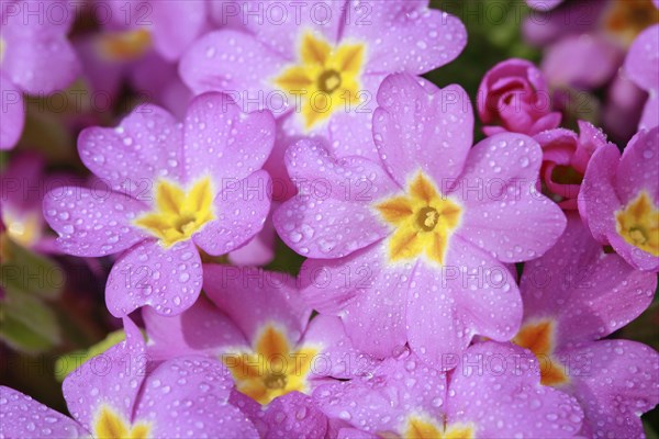 Nahaufnahme von mit Regentropfen bedeckten rosa lila Primel Blumen im Fruehling