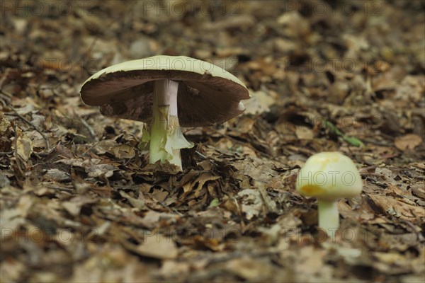 Old and young wood mushroom