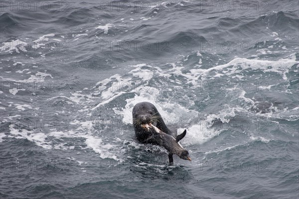 Southern south american sea lion