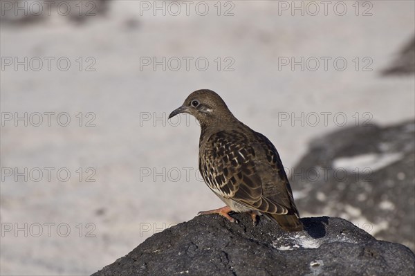 Galapagos dove