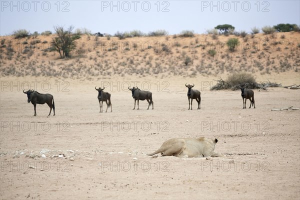 Southern african lion