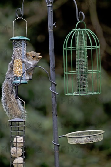 The Eastern eastern gray squirrel