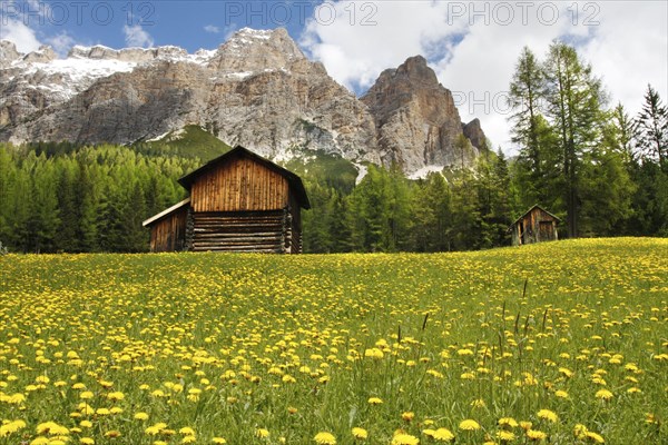View of mountain huts in a meadow with a mass of flowering dandelions