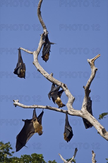 Indian Giant Flying Fox