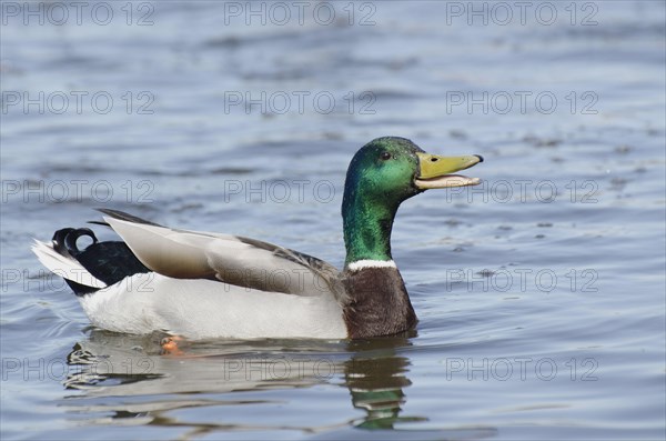 Mallards