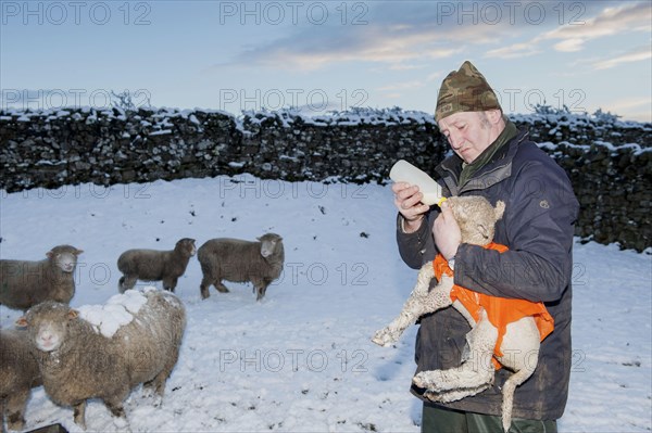 Sheep farming