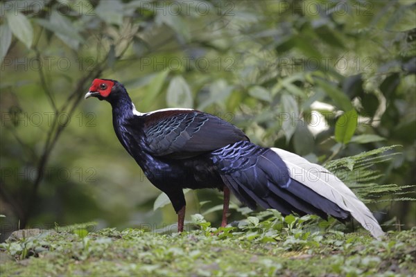 Swinhoe's swinhoe's pheasant