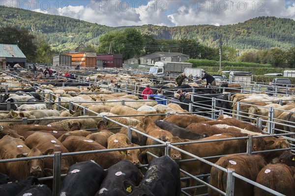 Cattle market