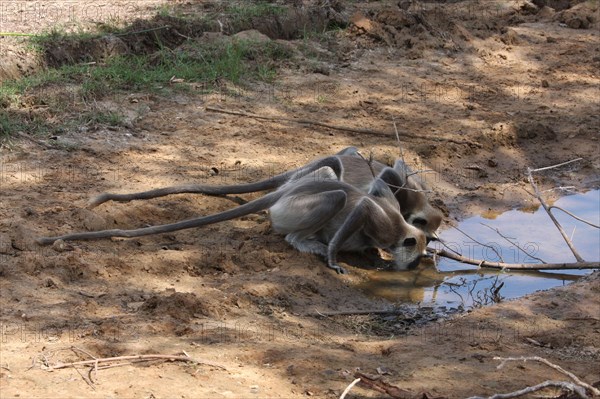 The drinking of two common langur monkeys