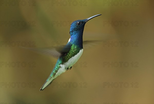 White-necked Jacobin