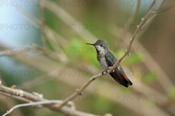 Ruby-topaz Hummingbird