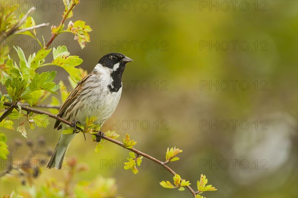 Reed Bunting